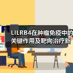 LILRB4在肿瘤免疫中的关键作用及靶向治疗新进展(图3) LILRB4在肿瘤免疫中的关键作用及靶向治疗新进展(图3)