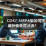 CD47-SIRPA轴如何突破肿瘤免疫逃逸？(图2)