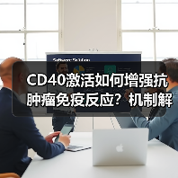 CD40激活如何增强抗肿瘤免疫反应?机制解析(图1) CD40激活如何增强抗肿瘤免疫反应?机制解析(图1)