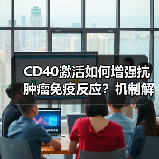 CD40激活如何增强抗肿瘤免疫反应?机制解析(图3) CD40激活如何增强抗肿瘤免疫反应?机制解析(图3)