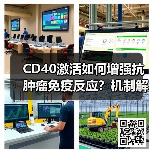 CD40激活如何增强抗肿瘤免疫反应?机制解析(图4) CD40激活如何增强抗肿瘤免疫反应?机制解析(图4)