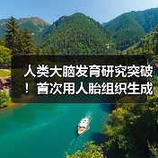人类大脑发育研究突破！首次用人胎组织生成类器官 - 启芯极客视界