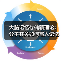 大脑记忆存储新理论:分子开关如何写入记忆密码(图3) 大脑记忆存储新理论:分子开关如何写入记忆密码(图3)